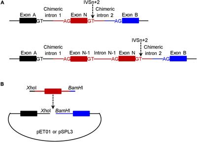 Splicing Outcomes of 5′ Splice Site GT>GC Variants That Generate Wild-Type Transcripts Differ Significantly Between Full-Length and Minigene Splicing Assays